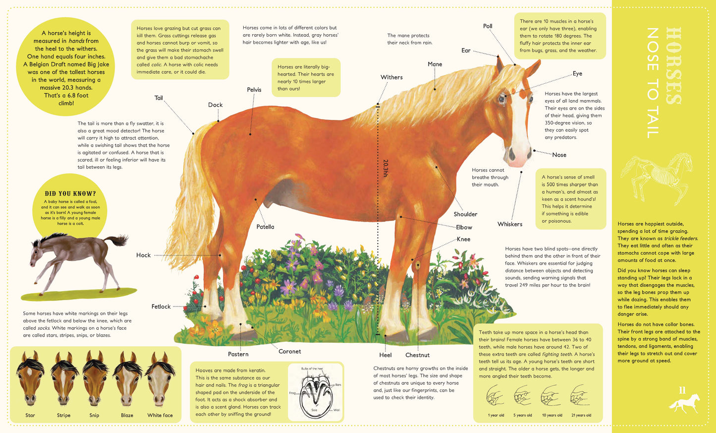 Around the world on 80 Horses (Softcover Edition)